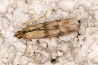 Homoeosoma sinuella
