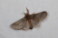 Thaumetopoea processionea