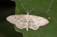 Idaea seriata