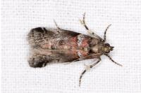 Acrobasis legatea