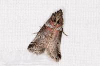 Acrobasis legatea