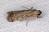 Phycitodes
