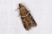Ephestia