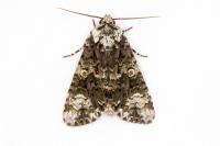 Craniophora ligustri