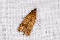 Helcystogramma lutatella