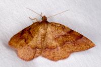 Plagodis pulveraria
