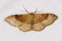 Idaea degeneraria