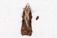 Acleris cristana