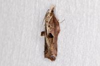Acleris cristana