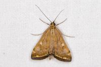 Loxostege sticticalis