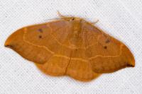 Watsonalla binaria