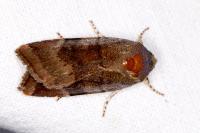 Noctua janthe/janthina