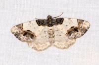 Ligdia adustata