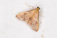 Endotricha flammealis