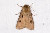 Agrotis exclamationis