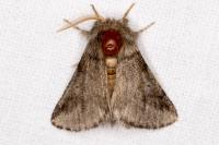 Thaumetopoea processionea