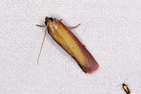 Oncocera semirubella