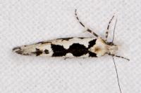 Ypsolopha sequella