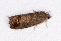 Cydia pomonella