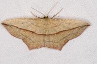 Timandra comae