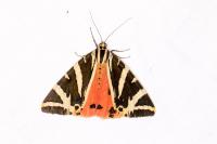 Euplagia quadripunctaria