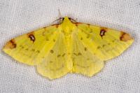 Opisthograptis luteolata