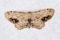 Idaea dimidiata