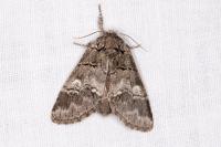 Drymonia querna