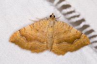 Camptogramma bilineata