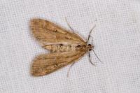 Parapoynx stratiotata