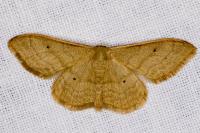 Idaea straminata