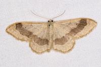 Idaea aversata