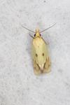 Agapeta hamana