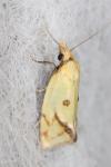 Agapeta hamana