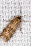Homoeosoma sinuella