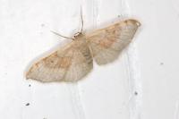 Idaea degeneraria