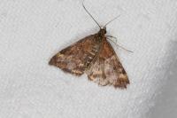 Pyrausta despicata