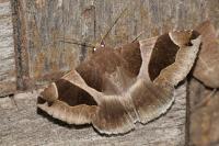 Dysgonia algira