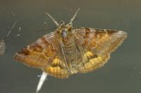 Euclidia glyphica