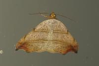Laspeyria flexula