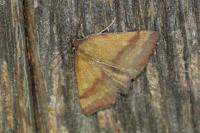 Phytometra viridaria