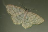 Cabera exanthemata