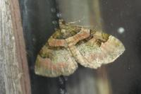 Catarhoe rubidata