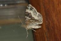 Epirrhoe alternata