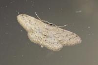 Idaea seriata