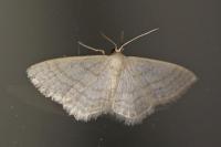 Idaea subsericeata