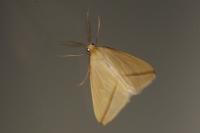 Rhodometra sacraria