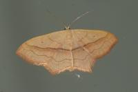 Scopula imitaria