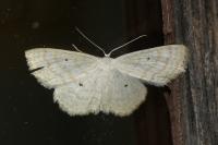 Scopula immutata