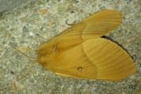 Lasiocampa quercus quercus